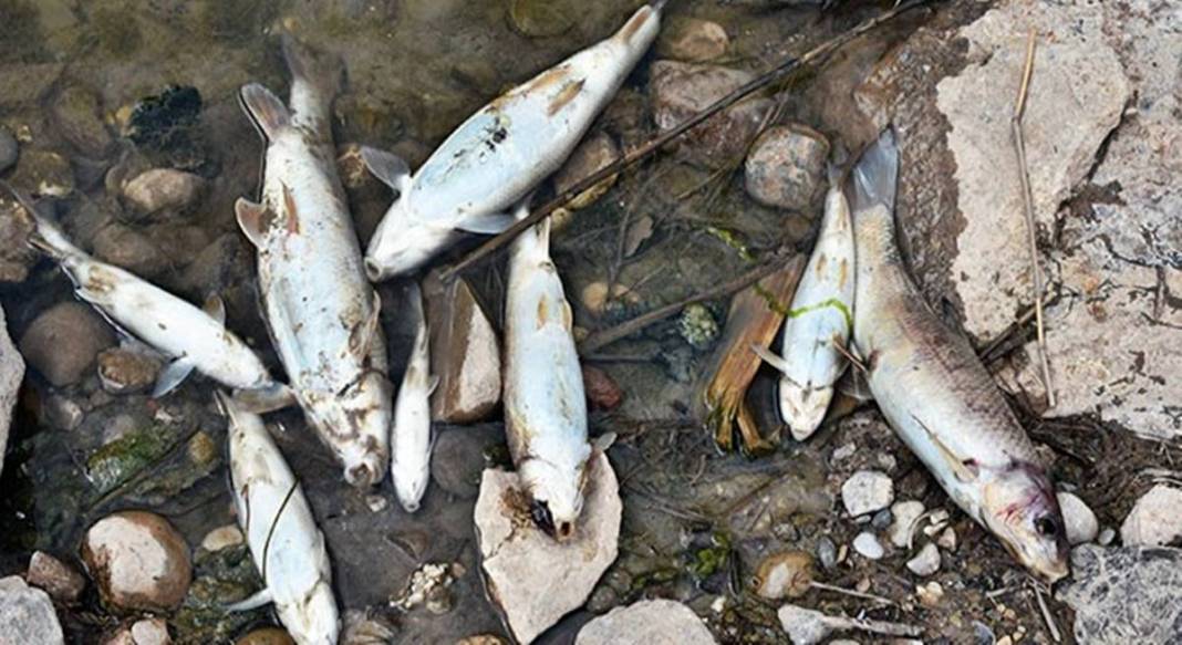 O kentteki korkutan görüntülere inceleme! Bakanlık yetkilileri bölgeye gönderildi 6